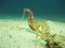 Coral Villa - Karula Sand Villas