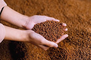 PiDDs Family Kinomiya