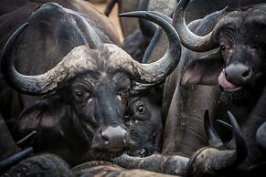 First Group Sanbonani Resort