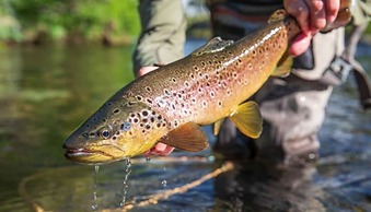 Modern 3 2 two Kings hot tub Fire pit 16min to Wine Trail Nearby Pickl