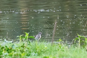 Ayurvedic Lanka Wellness Hotel