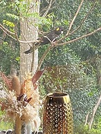 Cabane Tiny Tree House no4