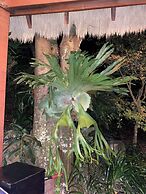 Cabane Tiny Tree House no4