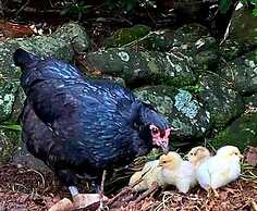 Cabane Tiny Tree House no4