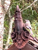 Cabane Tiny Tree House no4