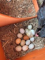 Cabane Tiny Tree House no4
