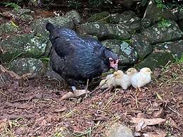 Cabane Tiny Tree House no4