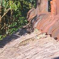 Cabane Tiny Tree House no4