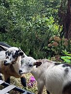 Belvedere Summer House