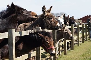Host Stay Redwings Sanctuary Rooms
