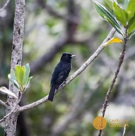 Pousada Capão da Coruja