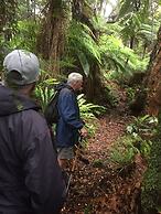 Waitutu Forest Lodge