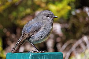 Waitutu Forest Lodge