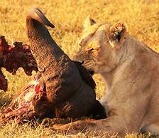 Bushemen Plains Camp-Wild Map Safaris