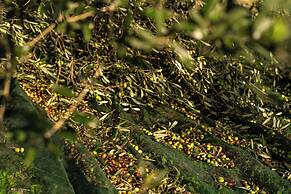 Boutique Hotel Villa Monty Banks