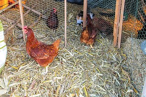 Yahweh Ranch & Indoor Arena: Horse Lovers Retreat