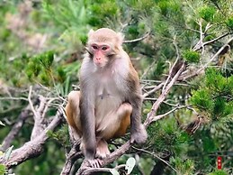 CLOUD Pillow Creek Private Homestay