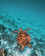 Rattehi Inn at Rakeedhoo