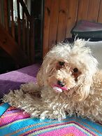 Room-charming Vienna Retreat With Garden