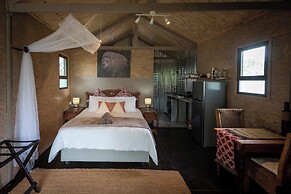 Sleep Whiskers Away From the Lions and 