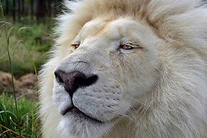 Sleep Whiskers Away From the Lions and 