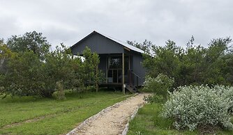 Sleep Whiskers Away From the Lions and 