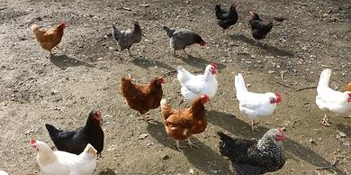 Accessible Friendly Farm Stay