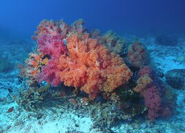 Dive Spot Asia & Brumini Beach Resort