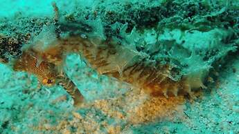 Dive Spot Asia & Brumini Beach Resort