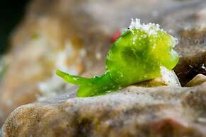 Dive Spot Asia & Brumini Beach Resort