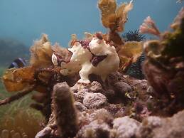 Dive Spot Asia & Brumini Beach Resort