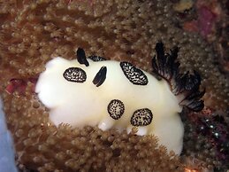 Dive Spot Asia & Brumini Beach Resort