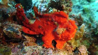 Dive Spot Asia & Brumini Beach Resort