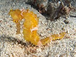 Dive Spot Asia & Brumini Beach Resort