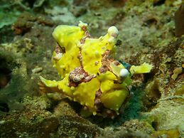 Dive Spot Asia & Brumini Beach Resort