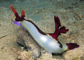 Dive Spot Asia & Brumini Beach Resort