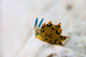 Dive Spot Asia & Brumini Beach Resort