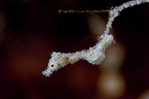 Dive Spot Asia & Brumini Beach Resort