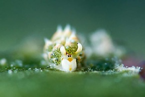 Dive Spot Asia & Brumini Beach Resort