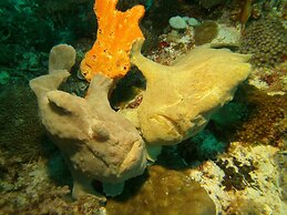 Dive Spot Asia & Brumini Beach Resort