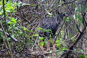 Viet Hai freedom home stay