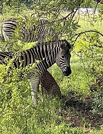 Kings View Exclusive Villas