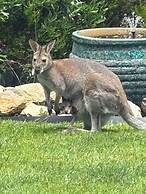 Great Ocean Road Beach Haven