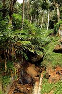 Garden of eden-Thottam