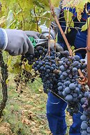 Pensieri di Cavatina