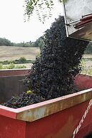 Pensieri di Cavatina