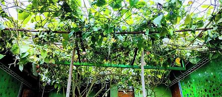 THE KODAI HAVEN
