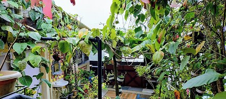 THE KODAI HAVEN