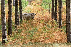 Domaine Le Mouflon D'Or
