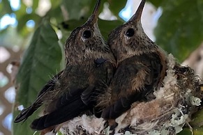 Hummingbird Haven by Avantstay Dog-friendly Near the Beach Huge Yard H